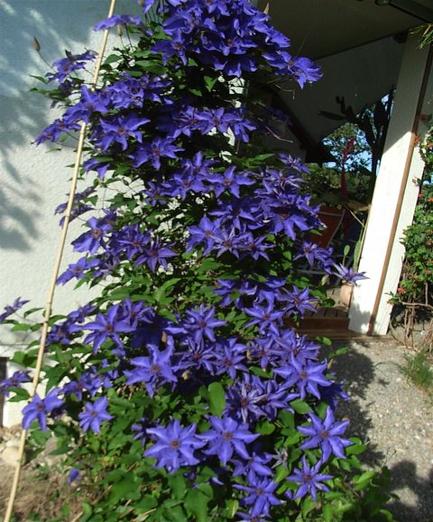 2009_Sommer