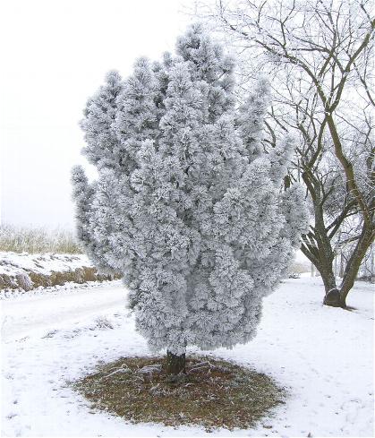 2009_K&auml;lte