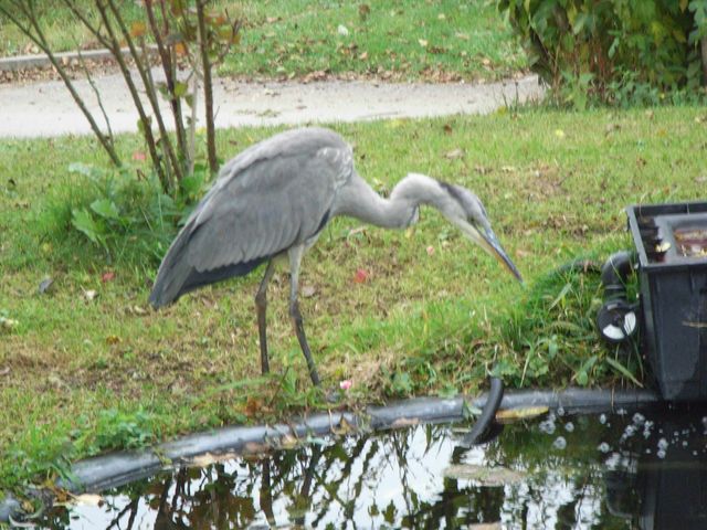 Reiher