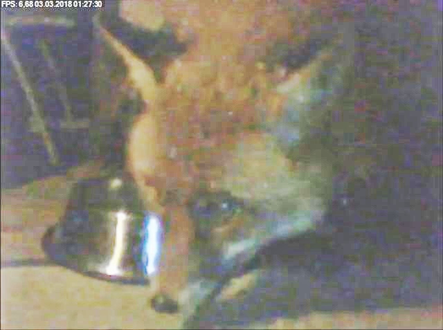 Fuchs