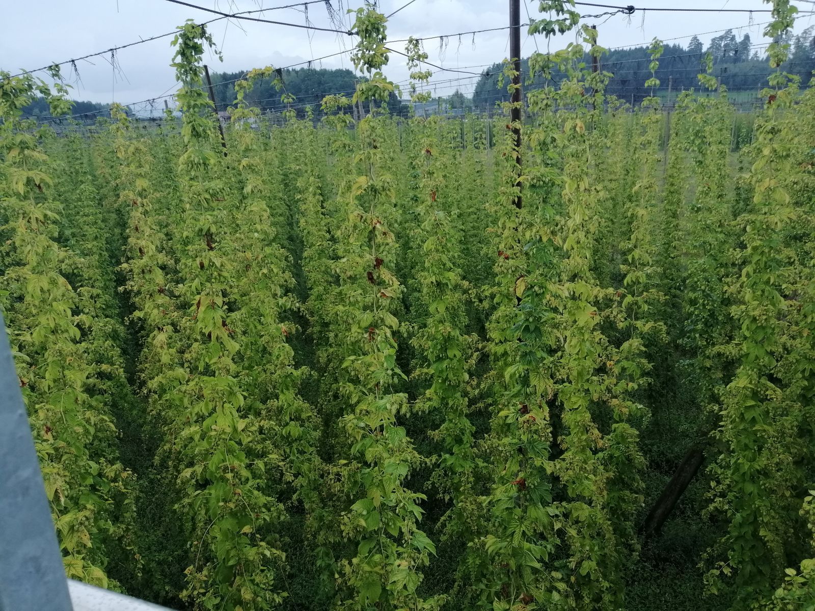 Hopfen_1
