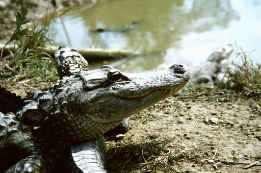 Everglades