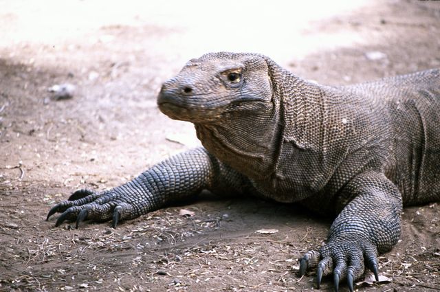 Komodo