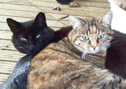 Katzen